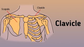 Clavicle anatomy  Anatomy Upperlimb Bones Clavicle Fractures of the clavicle [upl. by Ybbed]