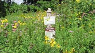 Native Wildflower Garden Tour [upl. by Tasia]