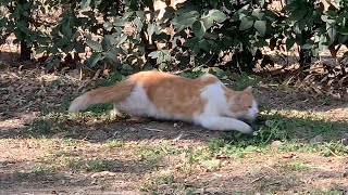 So Close My Cats Failed Attempt at Catching Prey [upl. by Sihtam]