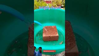 ✨ Satisfying Cocopeat Brick ✨diy satisfying oddlysatisfying cocopeat [upl. by Shandee935]