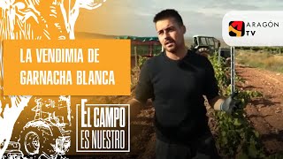 Comienza la vendimia de garnacha blanca [upl. by Siekram]