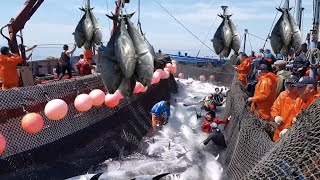 Spain’s Bluefin Tuna Empire  How Fishermen Catch Giants Bluefin Tuna Millions [upl. by Ahsinyt]