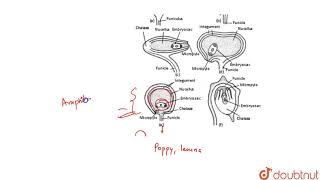 Which of the following statements are correct I In amphitroous ovule curvature of [upl. by Guttery]