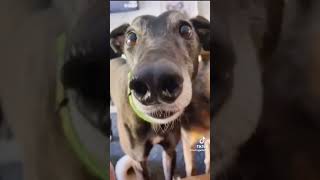 The funniest dog compilation you’ll see this week 🤣 funny funnydogs funnyvideo cutedogs [upl. by Dorman882]