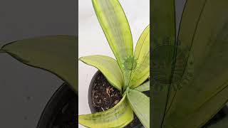 Sansevieria moonshine varigated houseplants garden nature sansevieria [upl. by Loginov505]