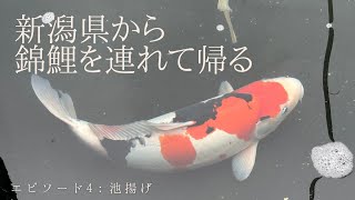 【錦鯉を大きくする】新潟県の池に放した錦鯉を揚げてきました！！ [upl. by Harbour839]