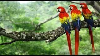 Scarlet Macaws  Costa Rica [upl. by Bindman]