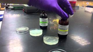 Lab Protocol  Diffusion Plate Assay Unit 7 Diffusion [upl. by Attezi347]