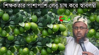 চায়না৩ সীডলেস লেবু চাষ পদ্ধতিChaina3 Seedless Lemon Cultivation method BD [upl. by Hueston]