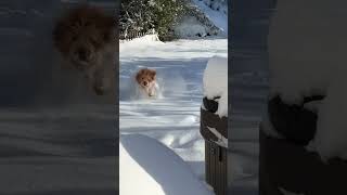 firstsnow goldendoodle happy cutedog coloradosprings cold goodmorning goodvibes christmas [upl. by Arries]