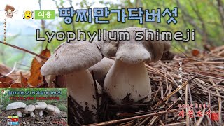 땅찌만가닥버섯Lyophyllum shimeji 깔때기버섯회색깔때기버섯  Clitocybe nebularis [upl. by Baird]