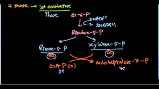 Hexose monophosphate shunt  pentose phosphate pathway [upl. by Felice970]