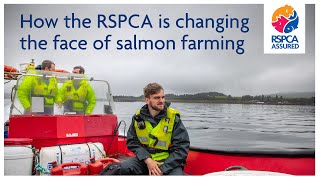 How the RSPCA is changing the face of salmon farming [upl. by Anifled]