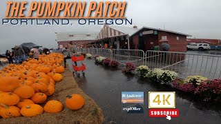 The Pumpkin Patch 🎃 Walking Tour  Portland Oregon [upl. by Alexandrina]