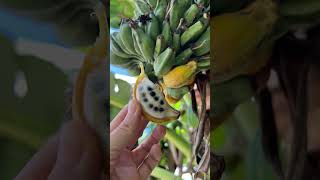 What fruit looked like before humans shorts youtubeshorts shortusa usa [upl. by Innig828]