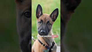 Top 3 Factors Affecting the Price of a Belgian Malinois Puppy and Most Dog Breeds shorts dogs [upl. by Doxia705]