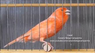 canario vermelho cantando muito [upl. by Oidiple]