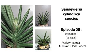 Sansevieria Black Boncel cylindrica Episode 08 [upl. by Tella]