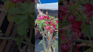 Vlog na EXPOAGROexpoagro nature natureza flores [upl. by Eellac]