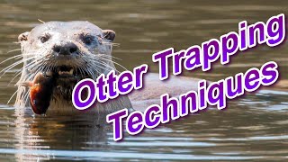 Otter Trapping Techniques Focus on Trapping [upl. by Kresic]