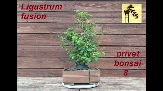 Ligustrum fusion privet bonsai 8 [upl. by Coralyn]