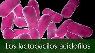 Los lactobacilos acidofilos y sus beneficios en nuestro cuerpo [upl. by Ellehcen]