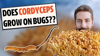 Does Cordyceps Actually Grow On Bugs Know The Difference [upl. by Vilhelmina]