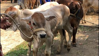 funny video cow jump from truck arrive at the marketcow video sound for kidsfunny cow [upl. by Murat]