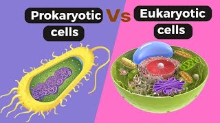 Difference Between Prokaryotic Cell and Eukaryotic Cell Basic to advanced level [upl. by Llerdnek]