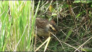 Siberian Accentor  Prunella montanella  Bergheggenmus  Maasvlakte  Netherlands  21102016 [upl. by Rehtse586]