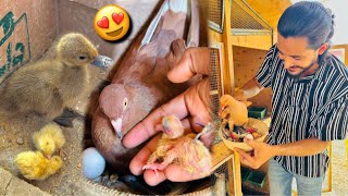 Finally Villain Ne Khud Bacha Nikala😍 Laughing Dove Hatched Baby Quail🐣Rabbits Give Birth [upl. by Calandra]