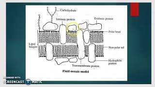 VIDEO 2 Fluid mosaic model of Plasma membrane [upl. by Debor]