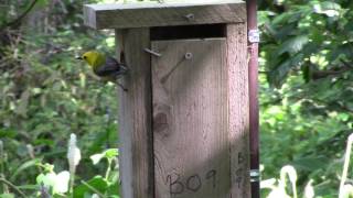 Prothonotary Warbler Fledgling at Brownell Memorial Park 5217 [upl. by Aleinad]