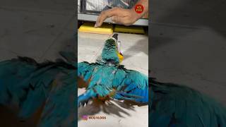 Diwali Dhamaka offer Tariq exotic pets in Mira Road Mumbai exotic Birds DiwaliDhamaka [upl. by Yroffej]