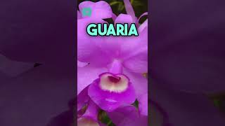 🌸🇨🇷 ¡Celebremos la belleza de la Guaria Morada [upl. by Anhsirk]