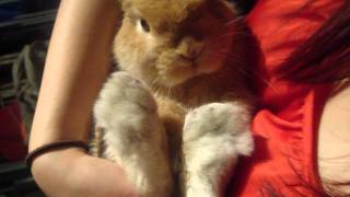 Miniature lop eared bunny  QQ Summer  Cuddle Me [upl. by Gypsy158]