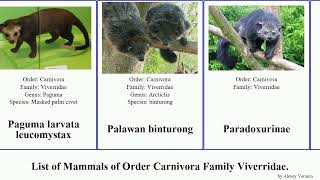 List of Mammals of Order Carnivora Family Viverridae genet paradoxurus civet palm aureus indica [upl. by Nyrhtak]