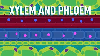 Xylem and Phloem  Transport in Plants  Biology  FreeAnimatedEducation [upl. by Luhar289]