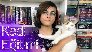 Kedi Eğitimi Kedim beni ısırıyor ne yapmalıyım [upl. by Nywles981]