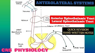 Anterolateral System  Ascending Pathways  3  Spinothalamic Tracts  CNS  Physiology [upl. by Danielle]