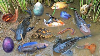 Colorful surprise eggs lobster snake cichlid betta fish turtle butterfly fish goby fish [upl. by Yracaz]