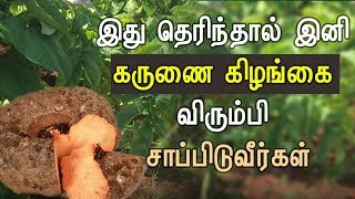 Karunai Kilangu Health Benefits in Tamil  Health Tips in Tamil [upl. by Ong]