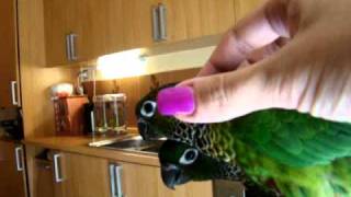 My Babies Painted Conures Pyrrhura picta picta [upl. by Nations]