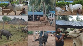 Kangayam Cow  Milking  Cow Treatment  Sevalai Bull  Old Cow Milking  Episode  72 [upl. by Nomyt]