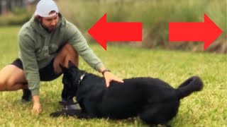 Teach Your Dog to CRAWL in 5 Minutes or Less [upl. by Nek]