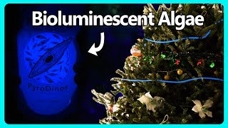 Decorating My Tree With Bioluminescence [upl. by Nitsirt]