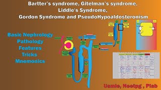 Bartter syndrome Gitelman syndrome Liddles Syndrome Gordon Syndrome and PseudoHypoaldosteronism [upl. by Iaka585]