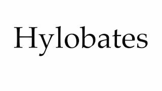 How to Pronounce Hylobates [upl. by Ecila]