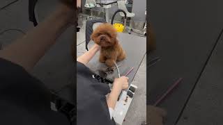 CUTEST BICHON FRISES BROWN COAT MUSTACHE TRIMING AND NEW LOOK 🐾🐶 dog cute pets puppy [upl. by Ruscio]