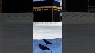 trending trend subscribe tiktok viralshorts trendingshort like deenislam love islamicfaith [upl. by Adnilim]